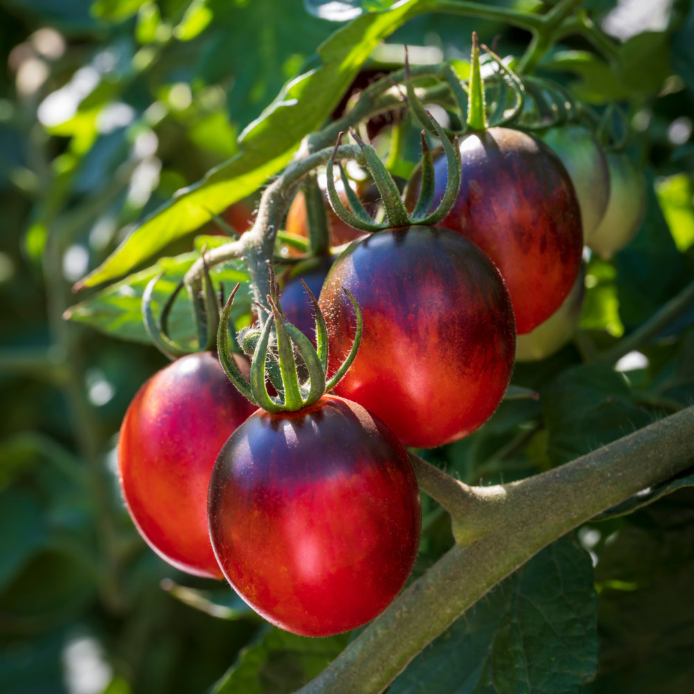 Tomato Black Moon